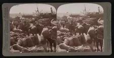 Scene on the Smyrna wharf, camels bringing in grain and figs for e- Old Photo