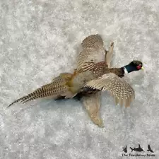 ringneck pheasant for sale