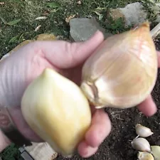 200 Seeds of Giant Garlic for Planting Vegetable Seeds.