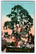 1910 House, Giant Eucalyptus Tree, Watsonville California CA Antique Postcard