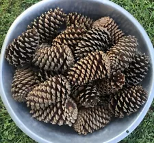 Pine Cones - 30 Natural - Medium & Large - Great For Crafts Or Decorations