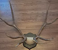 Elk Antlers Taxidermy Mount 6x5. Tagged. Excellent Condition.