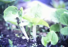 Vintage 35mm Slide 1975 Wild Ginger Wildflower