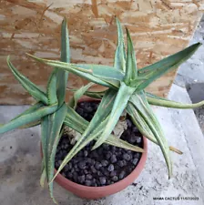 D1799 ALOE STRIATA MONSTER VARIEGATED pot29-H39-W56 cm MaMa Cactus