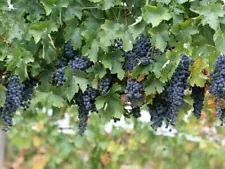 dried grape vines for sale