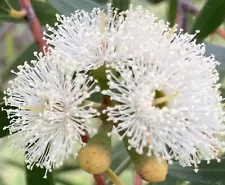 Eucalyptus stricta - 100 seeds - mallee type Eucalypt