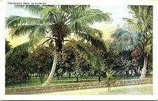 New ListingCoconut Palm in Florida Palm Tree