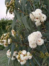 LIVE PLANT 3ft Eucalyptus Curtisii - Plunkett Mallee FRAGRANT