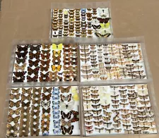 Box 4 95 Specimens British Butterflies Moths Insects Entomology Taxidermy