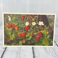 Vintage Thor E Gyger Switzerland Postcard Wild Strawberry / Strawberries