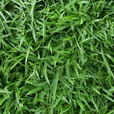 empire zoysia grass seed for sale