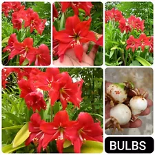 Bulbs Amaryllis Lily Red Color Barbados Hippeastrum striatum Fresh 3+1 Bulbs