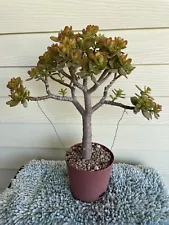 Bonsai Jade Plant - Crassula ovata 16” Ship With Bare Rooted