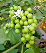 1000+ Small Eggplant Turkey Berry Seeds (Solanum torvum) For Planting