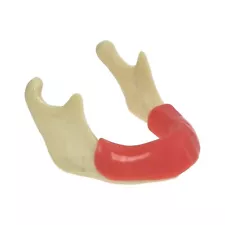 Dental Typodont Low Jaw Bone lmplant Practice Model With Gum For Training