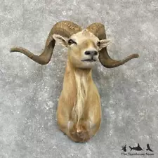 taxidermy rams head for sale