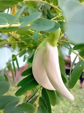 30 Fresh White Hummingbird Tree Seeds for Sale | High-Germination White Sesbania