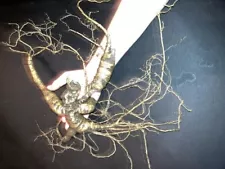 wild fresh ginseng root alive super rare long age necks monster sized 5.7 oz 50+