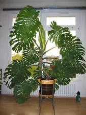 giant monstera plant for sale