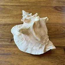 Giant Large Queen Conch Sea Shell 7x5” Clean Natural Tropical Pink Beach Snail