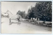 Massive grey, spotted horse, Percheron? real photo postcard RPPC c. 1910