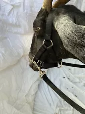 goat driving harness for sale