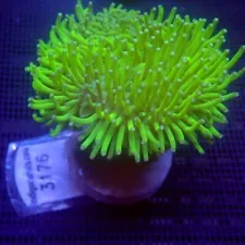 Neon Green Toadstool Leather Coral WYSIWYG - Indigo Corals - IC 3176