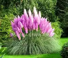 Purple Pampas Grass 200 Seeds Selloana Ornamental Flower Garden Plants