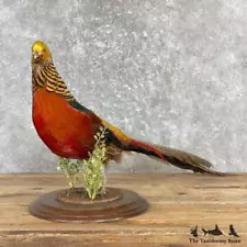 #27171 E+ | Red Golden Pheasant Taxidermy Bird Mount For Sale