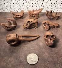 8 Archaeological Prehistoric Mammal Skull Fossil Models