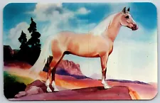 Animals~Beautiful Palomino Stallion Painting By Frank Philips~Vintage Postcard