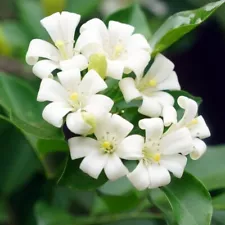 Orange Jasmine Murraya Paniculata Live Plant Cuttings Extremely Flowers Fragrant