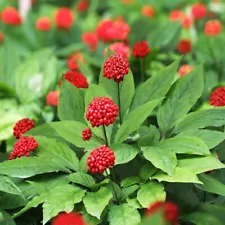 ginseng plant seeds for sale