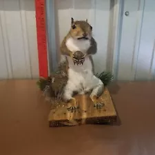 Large Gray Squirrel Taxidermy Table Top Mount Full Body Grey/Wildlife Animal Art