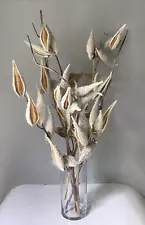 6 Long Milkweed Stems w/ Pods Natural Dried Floral Botanical Arrangement Crafts