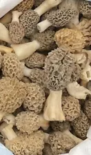 Pre Order.Your 1~1/4# Fresh Picked Morel Mushrooms,Shipped Hours After Picked.