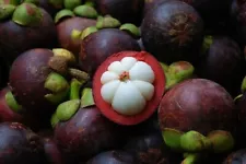 10 Thai Mangosteen (Garcinia mangostana) tropical fruit tree seeds