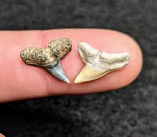 Incredible Rare Pair Of Gem Hammerhead Shark Teeth From Gainesville Florida