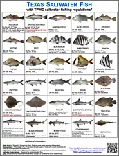 Saltwater Fish ID and Regulations Jumbo Card - Texas