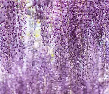 Wisteria sinensis var. communis - -