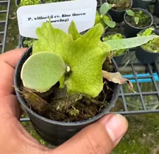 Staghorn Fern Platycerium Willinckii Blue Queen 4" Pot Phytosanitary Certificate