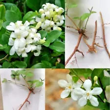 Orange Jasmine Murraya Paniculata Extremely Flowes Fragrant Live Rooted Cuttings