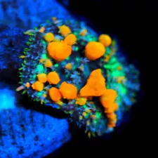 CORALS OF EDEN ~ Sunkist Bounce Mushroom Frag ~ Live Coral for Sale