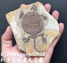 Real Turtle Fossil Rare Chinese Best Triassic Keichousaurus Collection