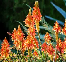 spiral aloe vera plant for sale