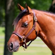 Dura-Tech Premier Buffalo Leather Horse Halter | Various Size and Style