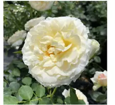 2 Plant Reminiscent® Crema Rose - Proven Winners - 4" Pot