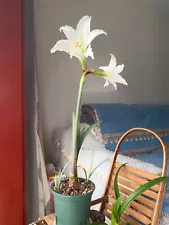 Hippeastrum brasilianum a very rare native variety bulb diameter of 2.5cm