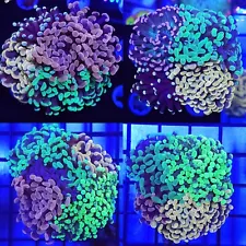 AQ Hammer Combo *4 Different Kinds * Euphyllia* Live Coral Frag * AJ's Aquariums