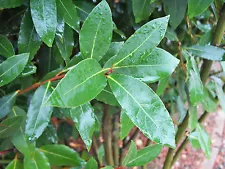 Organic Bay Leaves Leaf, Laurus Nobilis, Fresh Pick, 25 leaves, Fast Ship